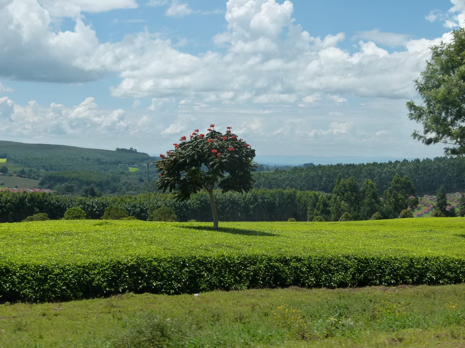 Kericho: A Journey Through Kenya's Tea Country