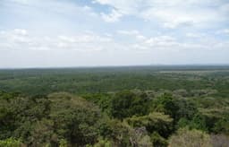 Kakamega Forest: Kenya's Last Rainforest