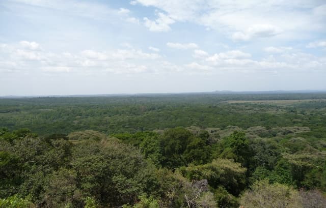 Kakamega Forest: Kenya's Last Rainforest