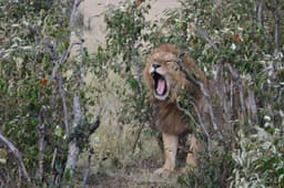 Nairobi National Park: A Safari Inside the Capital