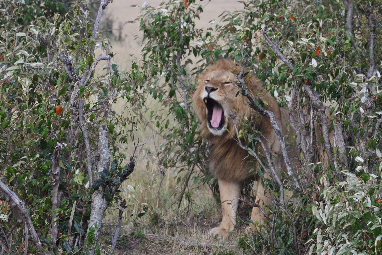 Nairobi National Park: A Safari Inside the Capital