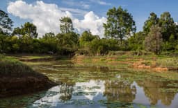 Karura Forest: Nairobi's Urban Forest Trails and Waterfall