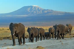 Amboseli Tented Camps: Waking Up to Kilimanjaro