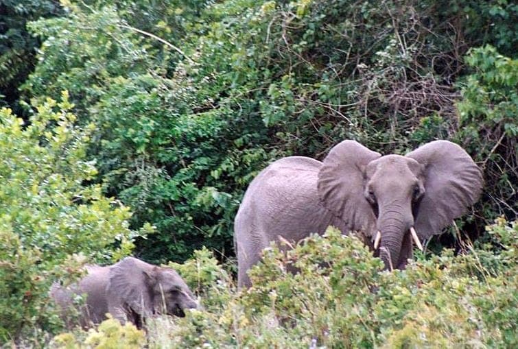 Hiking to Sheldrick Falls in Shimba Hills